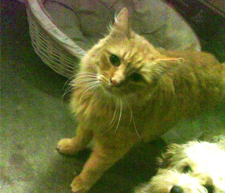 kaiyun体育综合-斯密斯：用精准的球场控制，让全黑队打出流畅的进攻模式，斯密all02